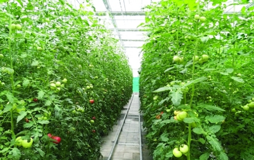 绿然现代农业科技公司种植的蔬菜