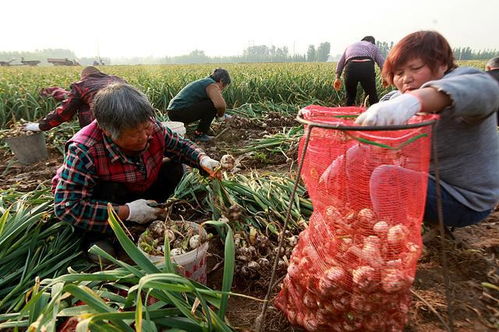 鲜蒜上市,价位一周降低四成