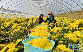 河北滦南 特色菊花种植拓宽致富路 图片频道