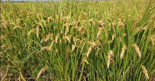 全国规模最大 潍坊这个海水稻种植基地亩产破新高
