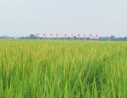 广西 桂平细粒香米 区域公用品牌发布