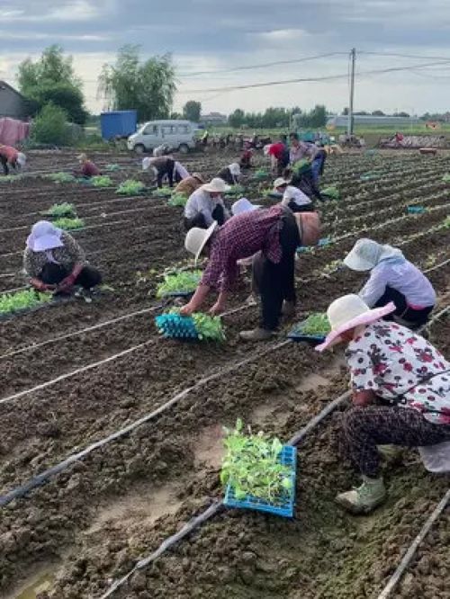 今天是8月20日,开始栽甘蓝,地有点粘 阿娟农场 蔬菜种植 甘蓝种植 优质农产品 辛苦的农民