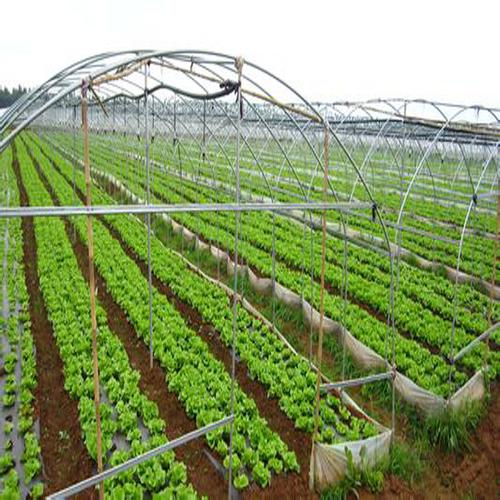 农业种植之八图片_高清图_细节图-重庆市涪陵区青霖农业开发