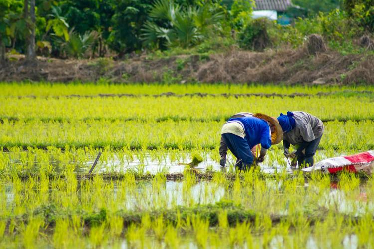 产品主图绿色田园农作物麦穗背景图片农田农作物成熟的水稻近景图农业