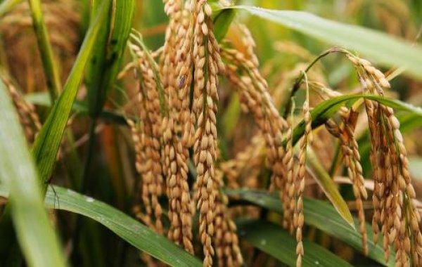 水稻病虫绿色防控技术 - 农业种植网