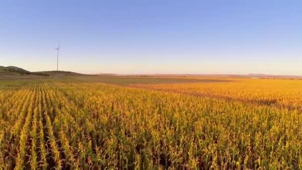 1080p航拍农业种植玉米地空中景观