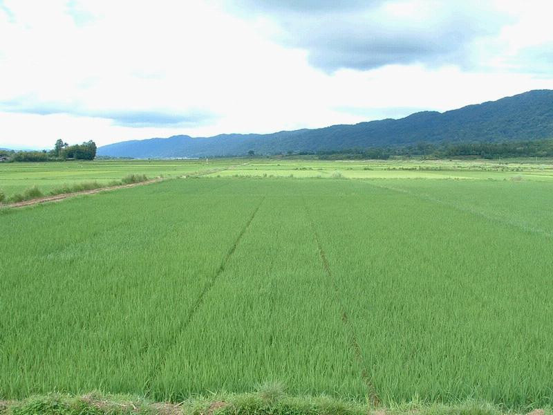 农业种植保险在哪里 土地种植保险