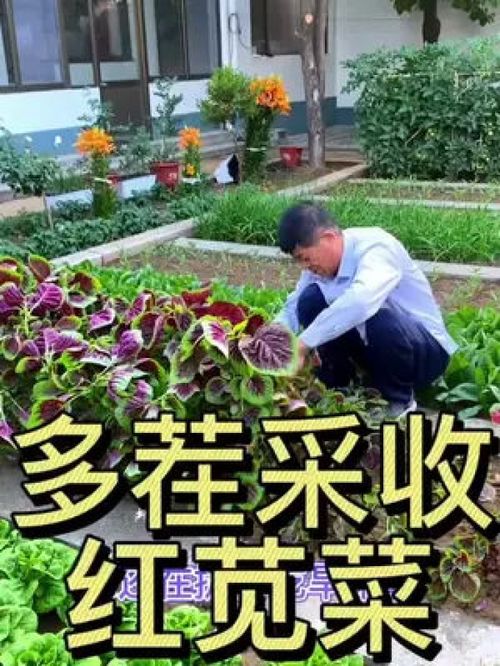 可以多茬采收的苋菜,现在正是种植的时候 优质农产品 川妹三农 乡村振兴 农村生活 乡村生活 三农